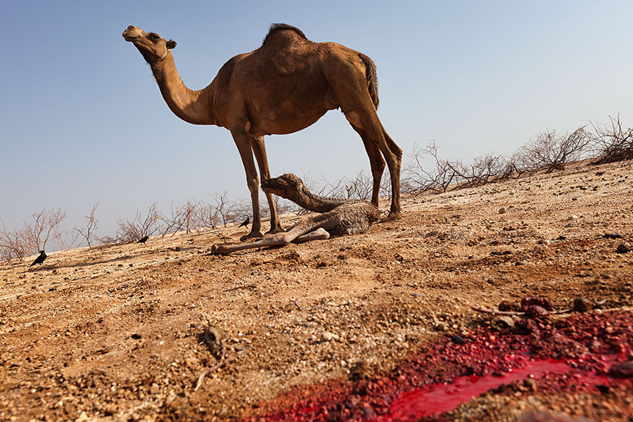  Proud camel mother with young   Gabra tribe   Kenya
